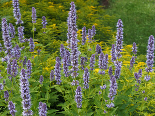 Agastache Menthe