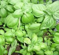 Basilic Grand vert