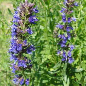 Hysope officinale