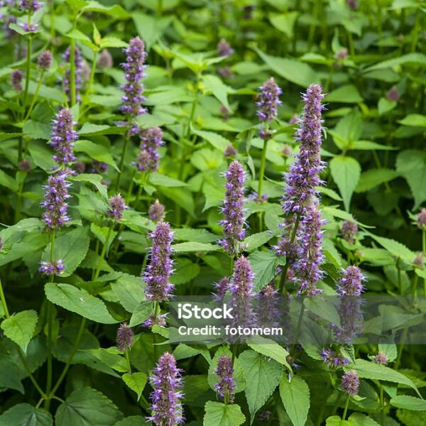 Agastache Anisée