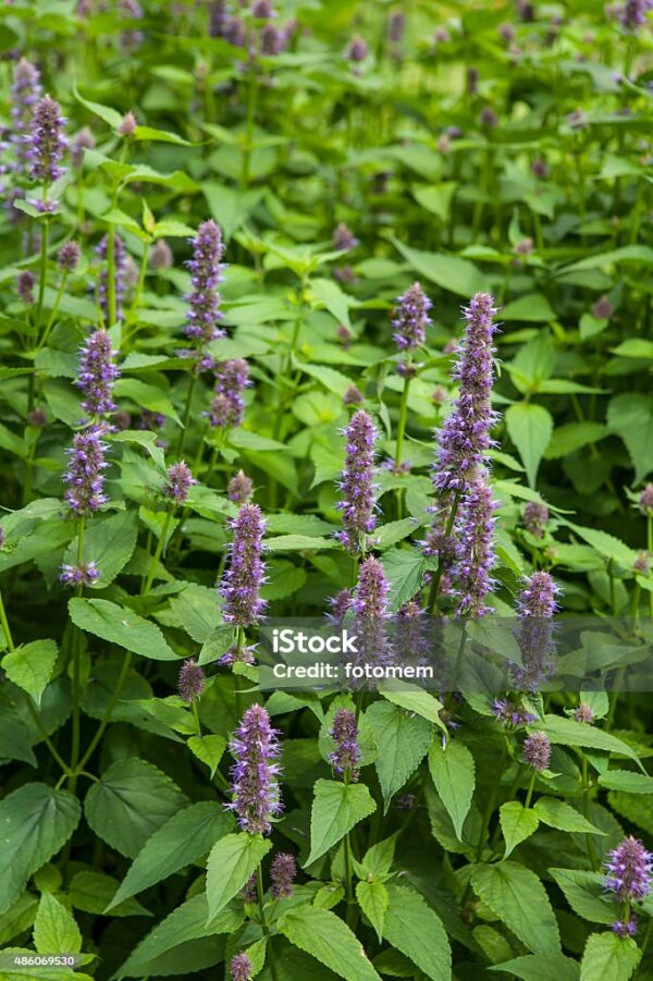 Agastache Anisée