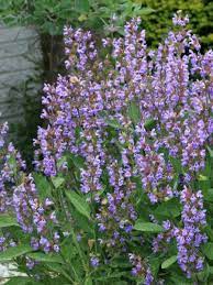 Sauge officinale