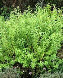 Verveine citron