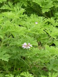 Geranium Rosat