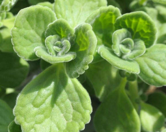 Citronnelle australienne