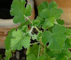 Géranium menthe