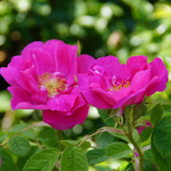 Rosier de Provins