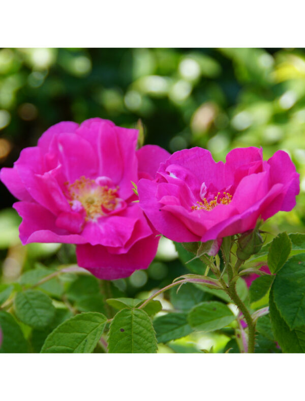 Rosier de Provins