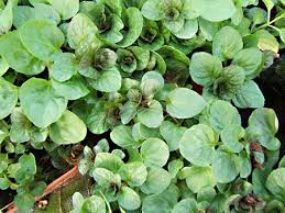 Menthe Bergamote
