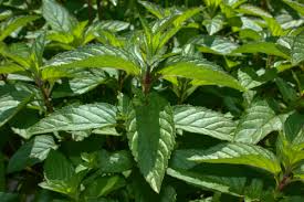 Menthe Poivrée