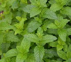 Menthe Verte