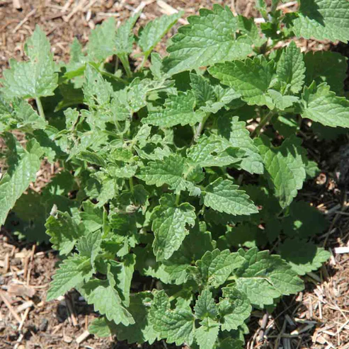 Cataire citronnée